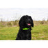 Peaks LED Dog Collar Light-DS